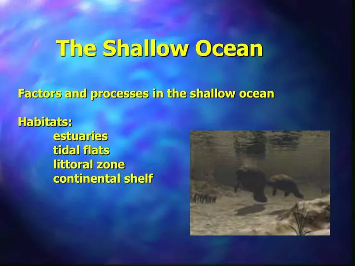 the shallow ocean