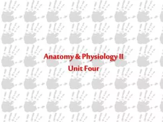 Anatomy &amp; Physiology II Unit Four