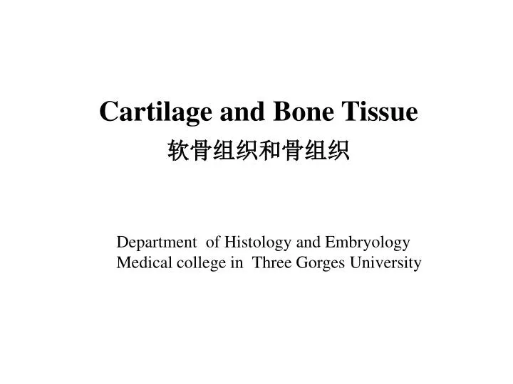 cartilage and bone tissue