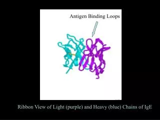 Ribbon View of Light (purple) and Heavy (blue) Chains of IgE