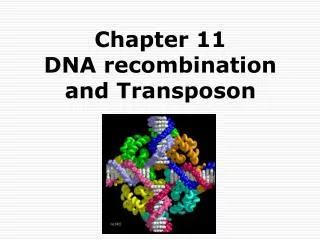 Chapter 11 DNA recombination and Transposon