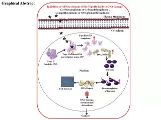 Plasma Membrane