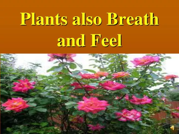 plants also breath and feel