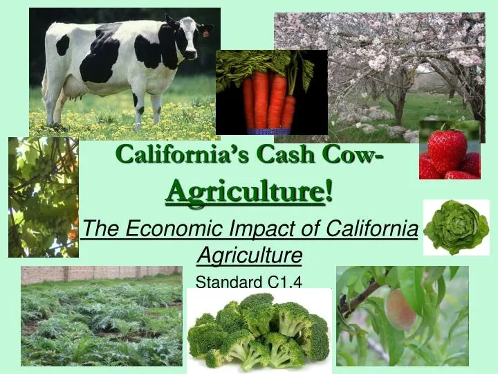 california s cash cow agriculture