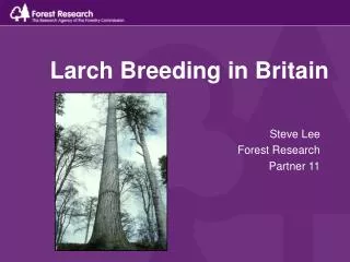 Larch Breeding in Britain