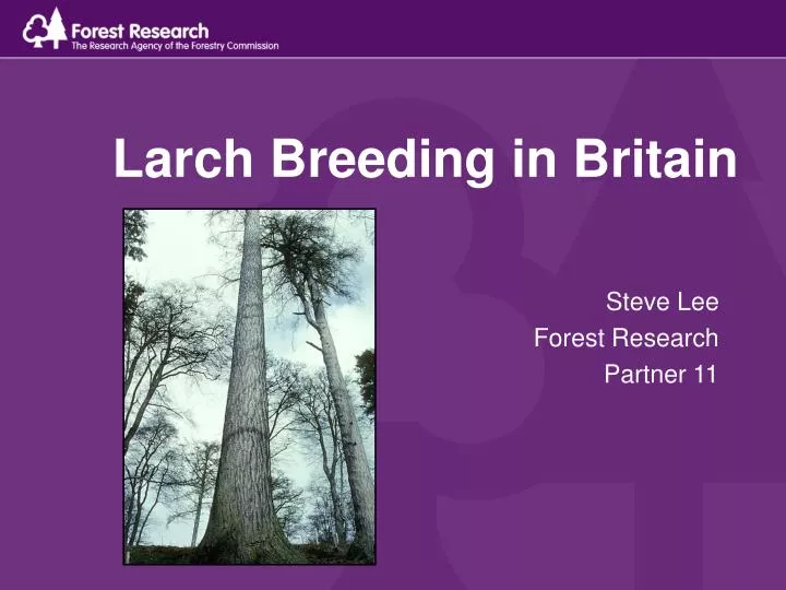 larch breeding in britain