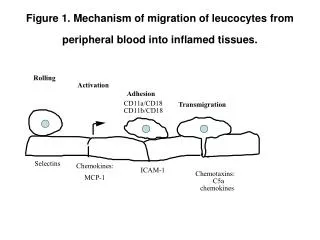 Figure 1. Mechanism of migration of leucocytes from peripheral blood into inflamed tissues.