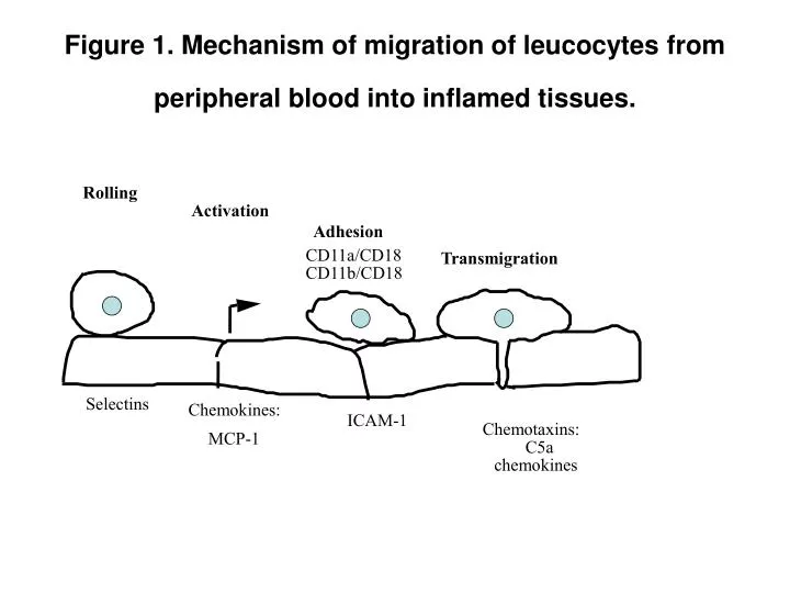 figure 1 mechanism of migration of leucocytes from peripheral blood into inflamed tissues