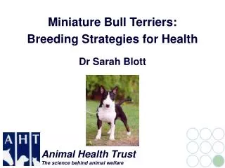 Miniature Bull Terriers: Breeding Strategies for Health Dr Sarah Blott