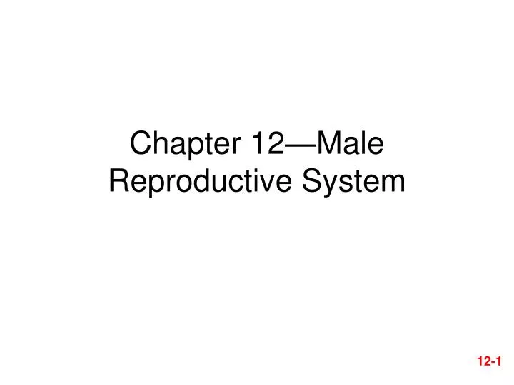 chapter 12 male reproductive system