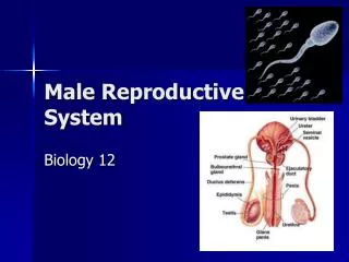 Male Reproductive System