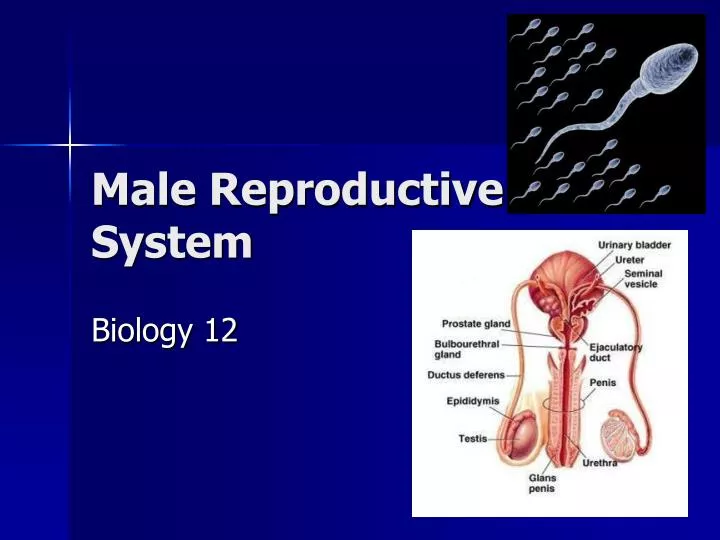 male reproductive system