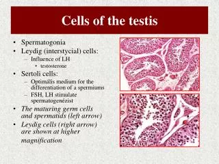 Cells of the testis