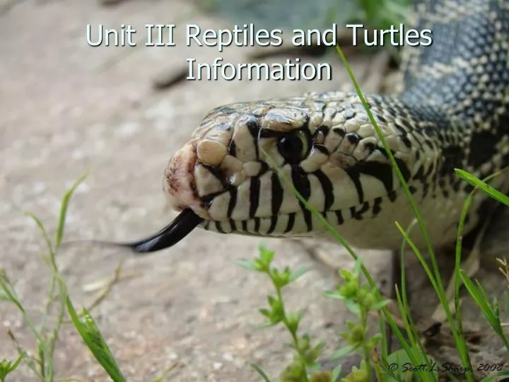 unit iii reptiles and turtles information
