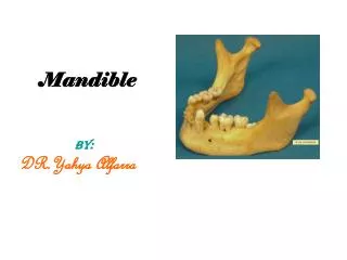 Mandible BY: DR.Yahya Alfarra