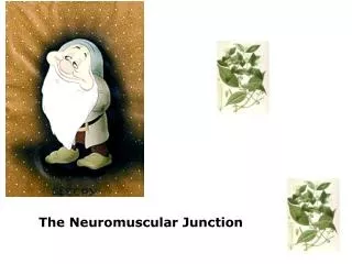 The Neuromuscular Junction
