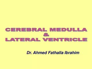 CEREBRAL MEDULLA &amp; LATERAL VENTRICLE