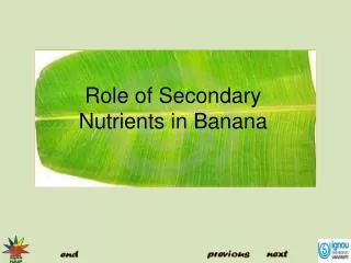 Role of Secondary Nutrients in Banana