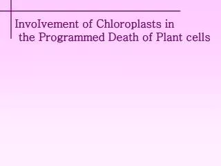 InvoIvement of Chloroplasts in the Programmed Death of Plant cells