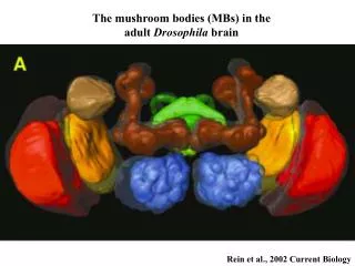 Rein et al., 2002 Current Biology