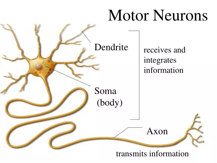 motor neurons