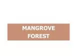 MANGROVE FOREST - slide 1