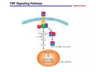 TNF Signaling Pathway