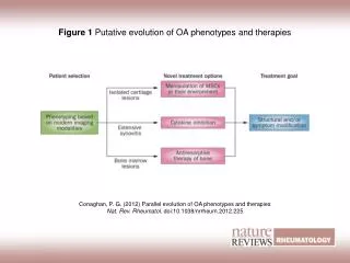 Figure 1 Putative evolution of OA phenotypes and therapies