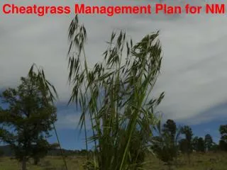 Cheatgrass Management Plan for NM