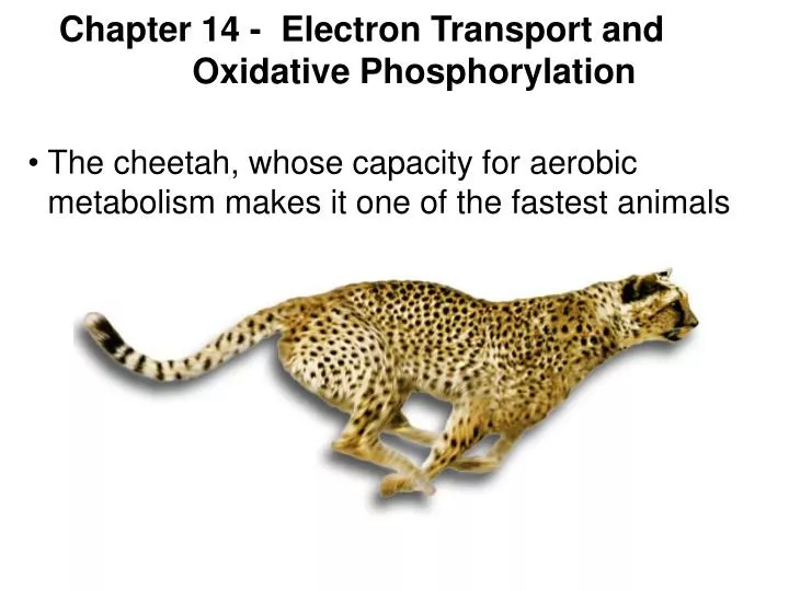 chapter 14 electron transport and oxidative phosphorylation