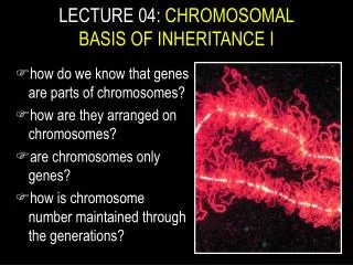 LECTURE 04: CHROMOSOMAL BASIS OF INHERITANCE I