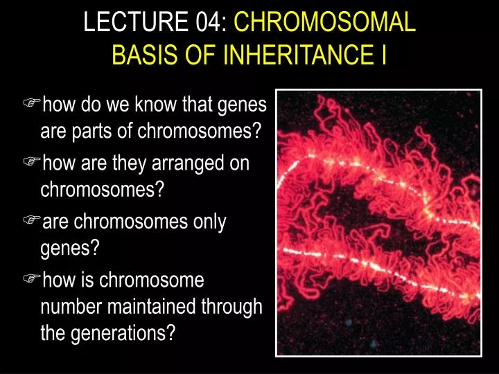 lecture 04 chromosomal basis of inheritance i