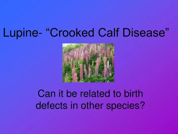 lupine crooked calf disease