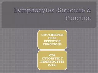 Lymphocytes :Structure &amp; Function