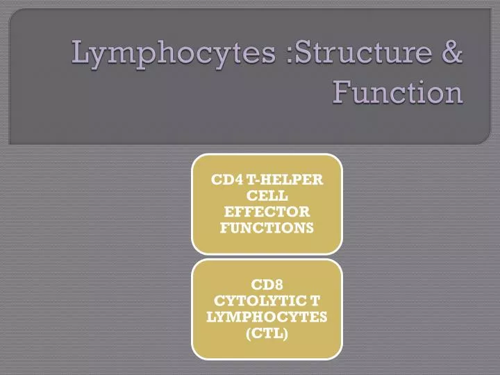 lymphocytes structure function
