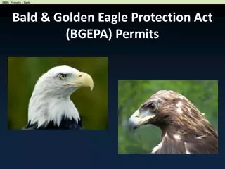 Bald &amp; Golden Eagle Protection Act (BGEPA) Permits