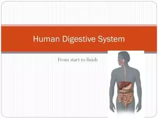 Human Digestive System