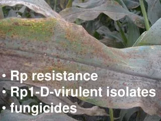 Rp resistance Rp1-D-virulent isolates fungicides