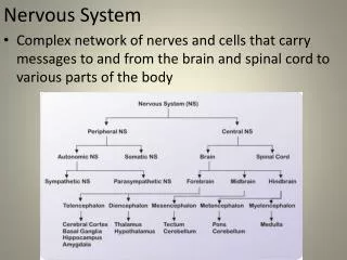 Nervous System