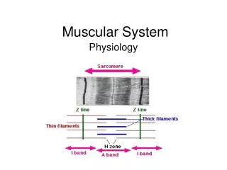 Muscular System