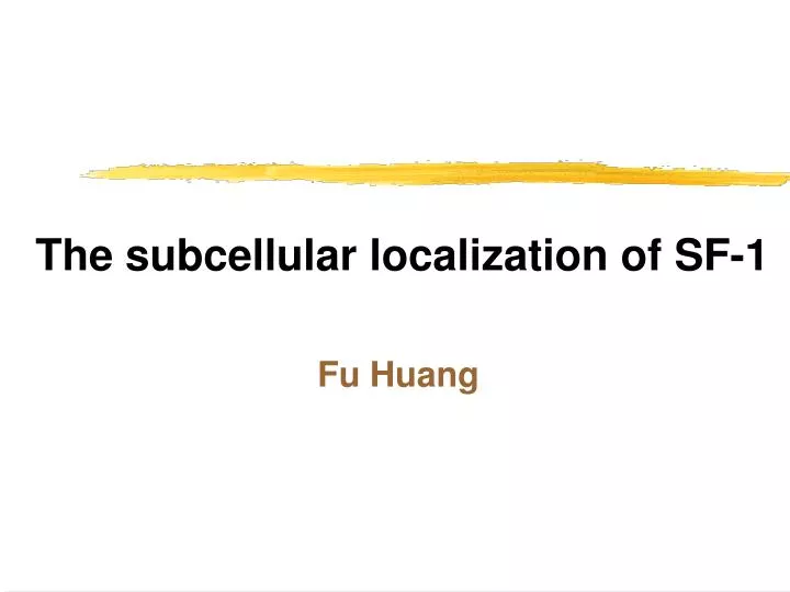 the subcellular localization of sf 1