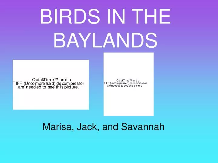 birds in the baylands