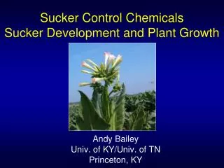 Sucker Control Chemicals Sucker Development and Plant Growth