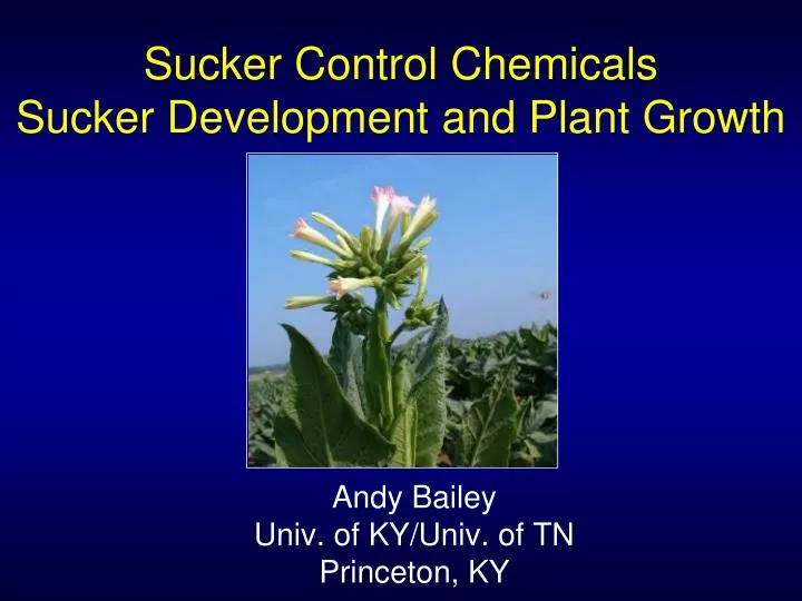 sucker control chemicals sucker development and plant growth