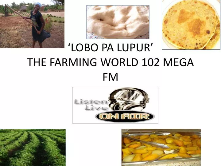 lobo pa lupur the farming world 102 mega fm by amito grace