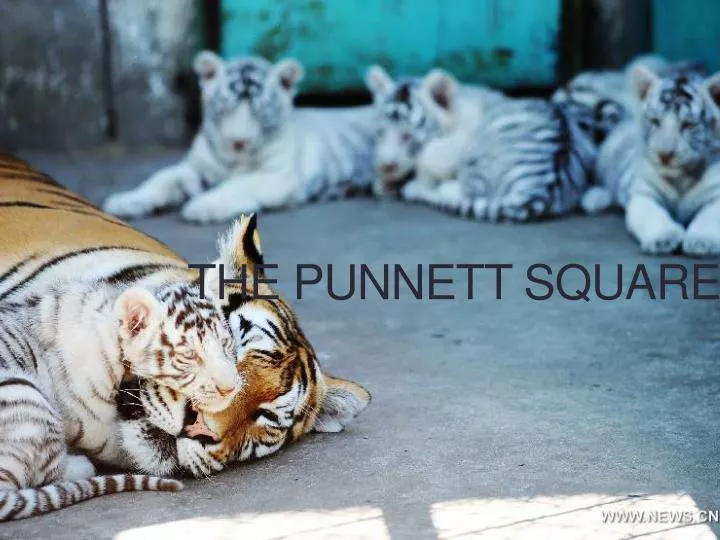 the punnett square