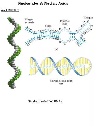 Nucleotides &amp; Nucleic Acids