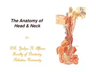 The Anatomy of Head &amp; Neck BY: DR. Yahya H. Alfarra Faculty of Dentistry, Palestine University