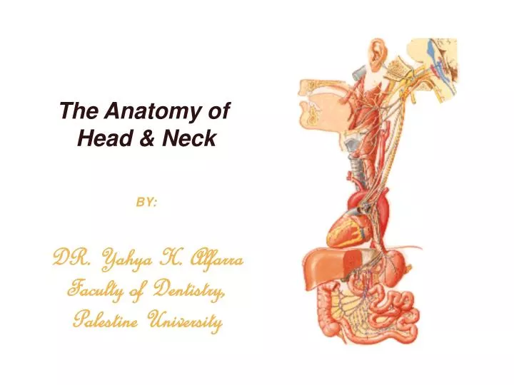 the anatomy of head neck by dr yahya h alfarra faculty of dentistry palestine university