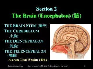 S ection 2 The Brain (Encephalon) ( ? )